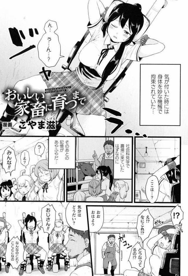 【JKエロ漫画】巨乳女子高生たちを拘束して搾乳レイプ！穴という穴にハメられて悶絶！